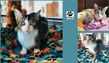 Adopt-A-Pet
